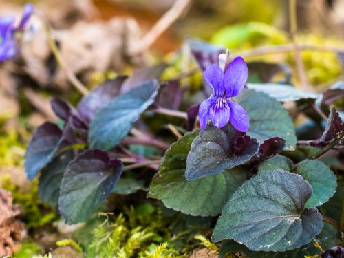 Viola Labradorica Purpurea