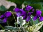 Violette de Mandchourie, Viola mandshurica