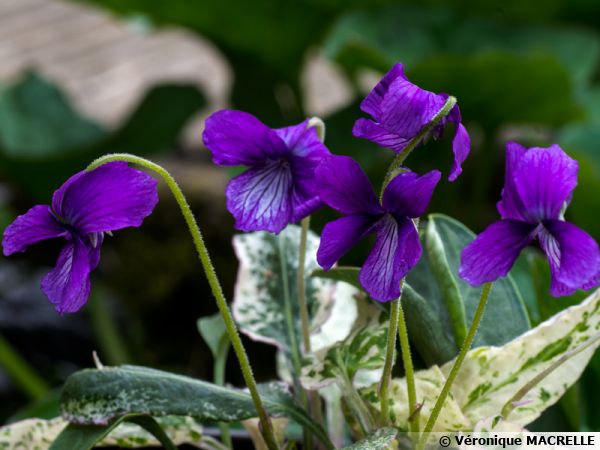 Violette de Mandchourie, Viola mandshurica : planter, cultiver, multiplier
