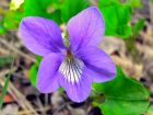 Violette odorante, Violette de mars, Violette des baies, Viola odorata