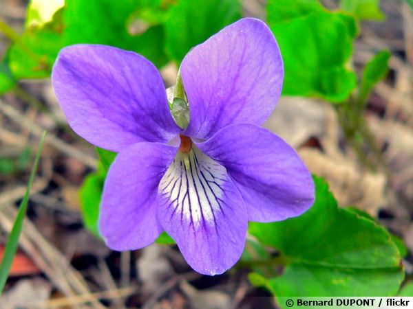 Violette odorante, Violette de mars, Violette des baies, Viola odorata :  planter, cultiver, multiplier
