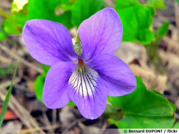 Violette odorante, Violette de mars, Violette des baies, Viola odorata
