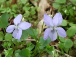 Violette de Rivin, Violette de Rivinus, Viola riviniana