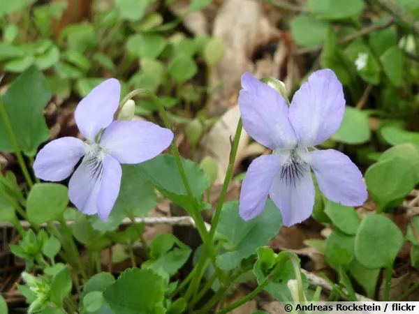 Violette de Rivin, Violette de Rivinus, Viola riviniana