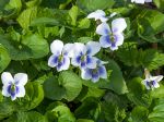 Violette parente, Violette de pentecôte, Violette papilionacée, Viola sororia