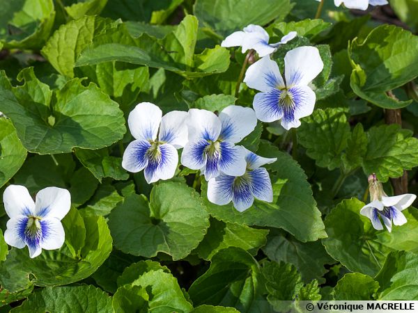 Violette parente, Violette de pentecôte, Violette papilionacée, Viola  sororia : planter, cultiver, multiplier