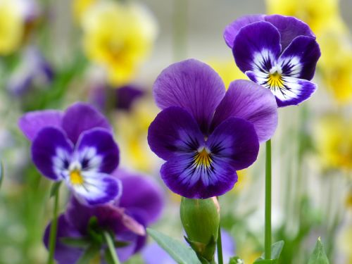 Pensée sauvage, Pensée tricolore, Viola tricolor : planter, cultiver,  multiplier