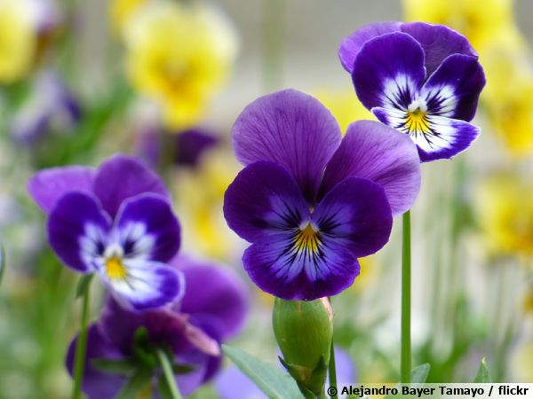 Violette cornue, Pensée à cornes, Pensée cornue, Viola cornuta : planter,  cultiver, multiplier