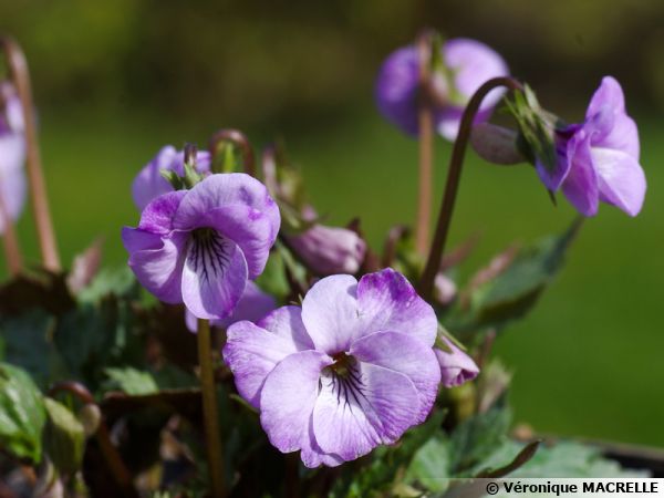 Violette japonaise Silver Samouraï, Viola x 'Silver Samouraï' : planter,  cultiver, multiplier