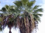 Palmier du Mexique, Washingtonia robusta