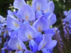 Glycine amricaine, Glycine du Texas, Wisteria frutescens