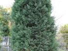 Cyprs de Leyland, X Cupressus leylandii