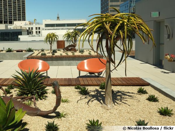 Xeriscaping en toiture dans un pays du sud