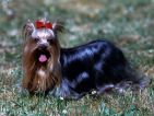 Yorkshire terrier