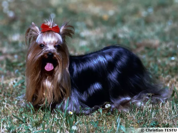 Le Yorkshire Terrier