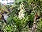 Yucca  feuilles d'Alos, Yucca aloifolia