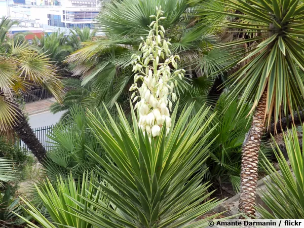 Yucca  feuilles d'Alos, Yucca aloifolia