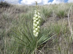 Yucca � feuilles glauques, Yucca des grandes plaines, Yucca glauca
