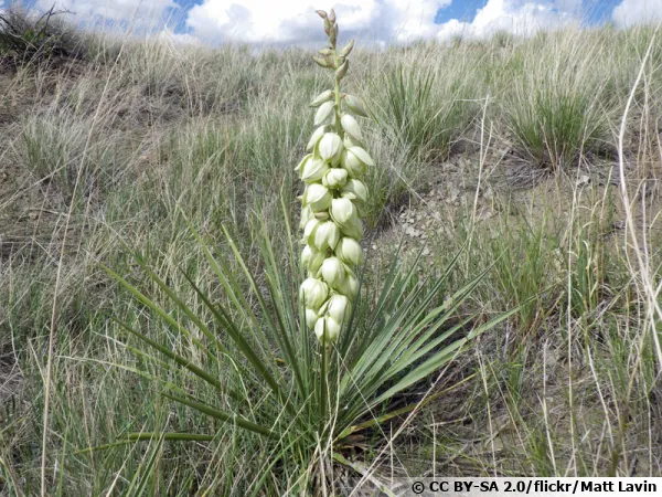 Yucca à feuilles glauques, Yucca des grandes plaines, Yucca glauca