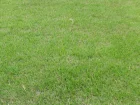 Zoysia du Japon, Zoysia japonica