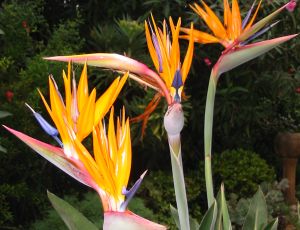 Chez nous au jardin ! par SYLVIA KHALLOQI