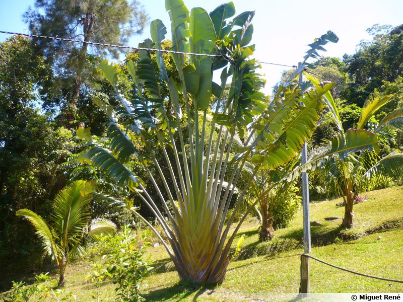 Arbre du voyageur, Ravenala madagascariensis planter,