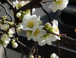 Le cognassier du japon  fleurs blanches est en pleine floraison chez moi... par MINIFOURMI