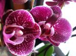 Mon phalaenopsis "Panthère" Mon phalaenopsis "Panthère"
