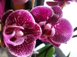 Mon phalaenopsis "Panth�re"