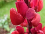 Mon lupin fin Mai 2013...dans toute sa splendeur...
avait subi toutes les pluies et la gr�le