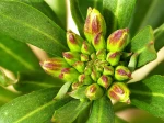 bouton de fleur  de girofl�e