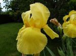 Iris en robe de soleil... Iris en robe de soleil...