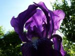 Iris des jardins...Transparence