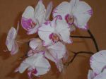J'ai été très gatée par la floraison de mon orchidée ce printmeps