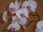 J'ai �t� tr�s gat�e par la floraison de mon orchid�e ce printmeps