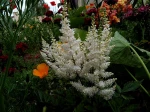 Astilbe, Plumes blanches....