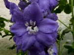 Delphinium Magic
