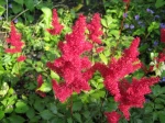 Encore une Astilbe