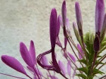 Cleome, ou fleur araign�e qui d�ploie ses "pattes"...