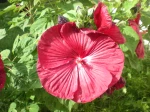 Un hibiscus des marais rouge