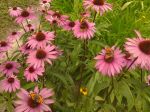 Les papillons adorent cette variété de fleur.
