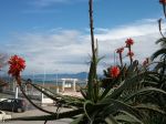 Aloe arborescens (Aloe candélabre.Corne de bélier.Corne de cerf). Jardin public de Kotama (Jijel. Algérie). Aloe arborescens (Aloe candélabre.Corne de bélier.Corne de cerf). Jardin public de Kotama (Jijel. Algérie).