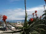 Aloe arborescens (Aloe cand�labre.Corne de b�lier.Corne de cerf). Jardin public de Kotama (Jijel. Alg�rie).