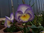 Une adorable viola (Viola Etain)