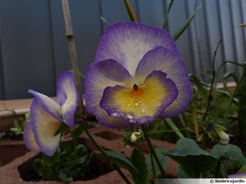 Pensée, Viola : planter, cultiver, multiplier