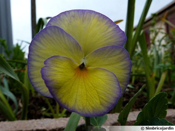 Pensée, Viola : planter, cultiver, multiplier