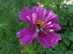 Cosmos... captivante !