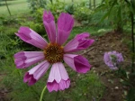Cosmos double, p�tales en forme de trompette...