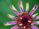 Zinnia... fleur étonnante !