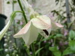 Tabac fleur.. en guise de parapluie.